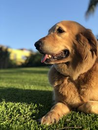 Close-up of dog looking away on field