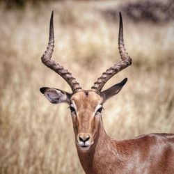 Close-up of impala on land