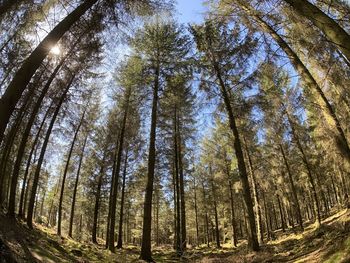 Low angle view of trees in forest