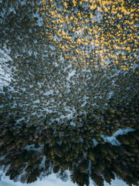 Aerial view of trees on snow covered field