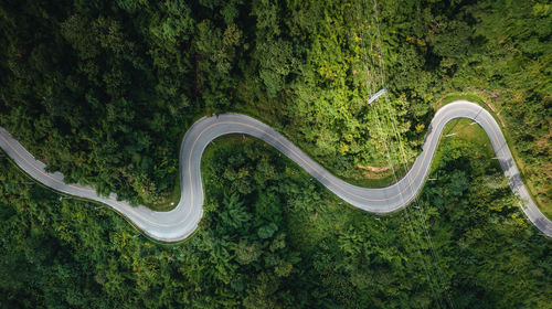 High angle view of a horse in forest