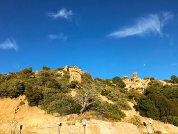 Low angle view of plants against sky