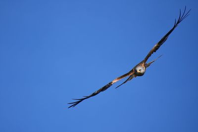 Low angle view of red kite flying against blue sky 