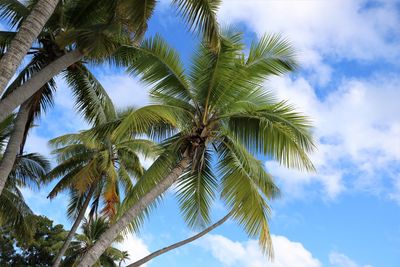 Low angle view of palm tree against sky