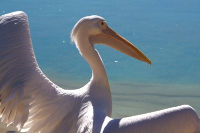 Close-up of pelican