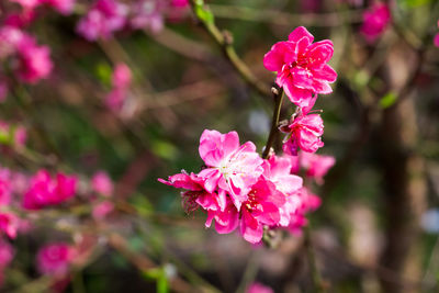 Close-up of pink flowers
