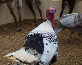 Close-up of turkey on field