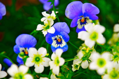 Close-up of blue purple flowering plants