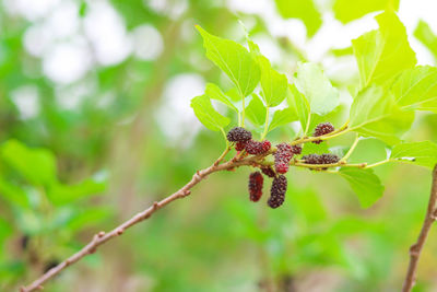 Close-up of insect on plant