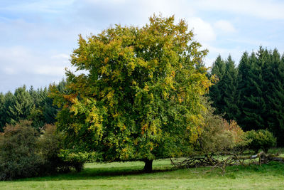 Trees on landscape against sky