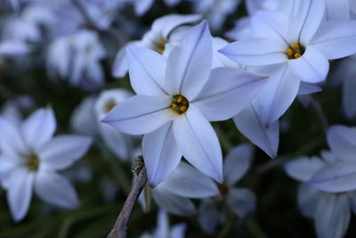 Close-up of purple flowering plant