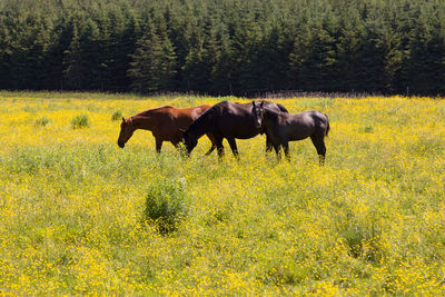 Three horses in blooming yellow rapeseed field