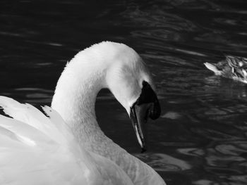 Close-up of swan swimming in lake