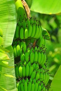 Close-up of green fruits hanging on tree