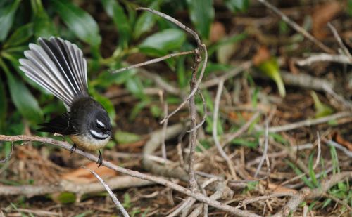 Fantail perching on plant