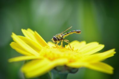 Close-up of insect on yellow flower