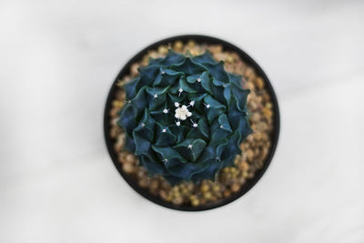 High angle view of plant in bowl on table