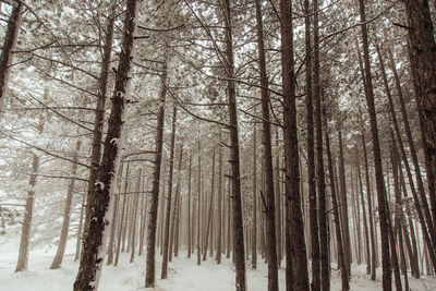 Trees in forest during winter