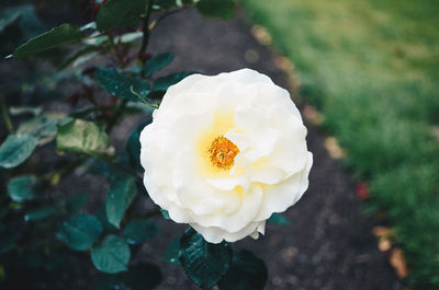 Close-up of white rose blooming outdoors