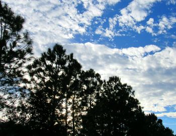 Low angle view of trees against sky