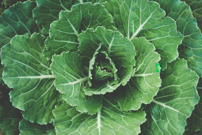 Full frame shot of fresh green leaves