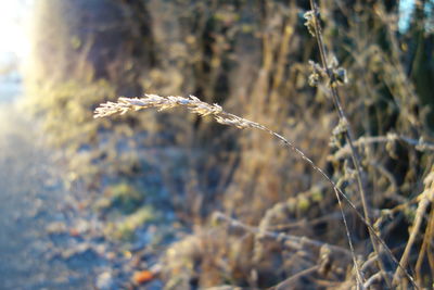 Close-up of plant