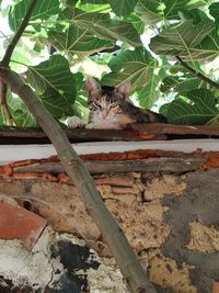 Portrait of a cat sitting on a plant