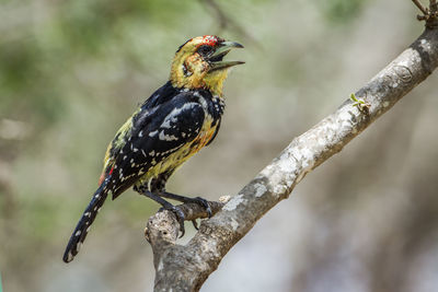 Close-up of bird perching on a branch