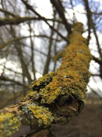 Close-up of lichen on branch