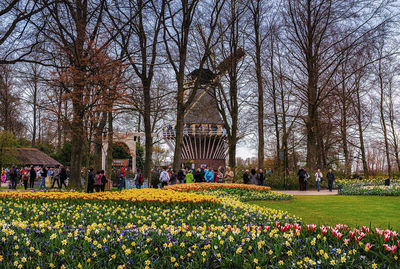 View of flowering plants in park