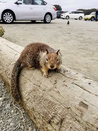 Portrait of squirrel on log