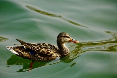 Close-up of duck swimming in lake