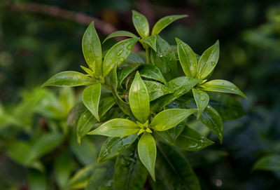 Close-up of wet plant leaves