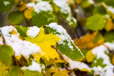 Close-up of yellow plant