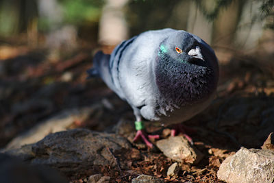 Close-up of pigeon on rock