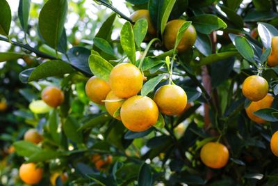 Low angle view of oranges on tree