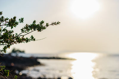 Close-up of tree by sea against clear sky