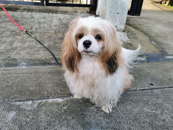 Portrait of dog on footpath