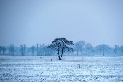 Trees on field against clear sky during winter