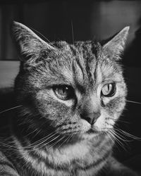 Close-up portrait of a cat