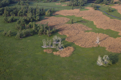 High angle view of trees on field