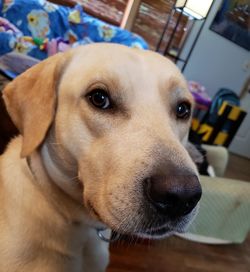 Close-up portrait of dog at home