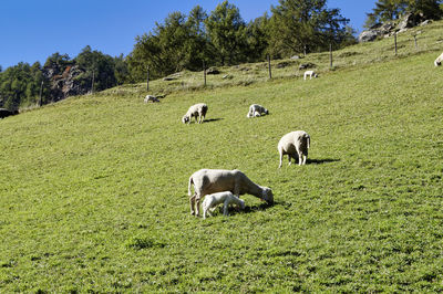 Sheep grazing in a field