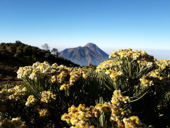 Scenic view of mountains against clear sky