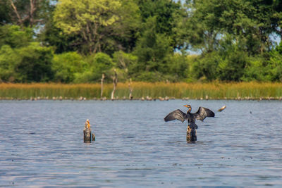 Bird swimming in lake