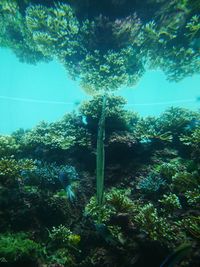 View of fish swimming underwater