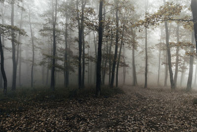 Trees in forest during foggy weather