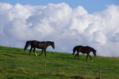 Horses grazing in a field