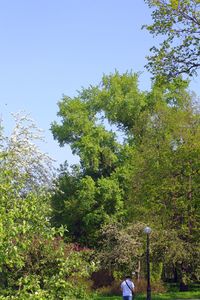 Low angle view of trees against clear sky