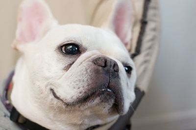 Close-up of french bulldog at home